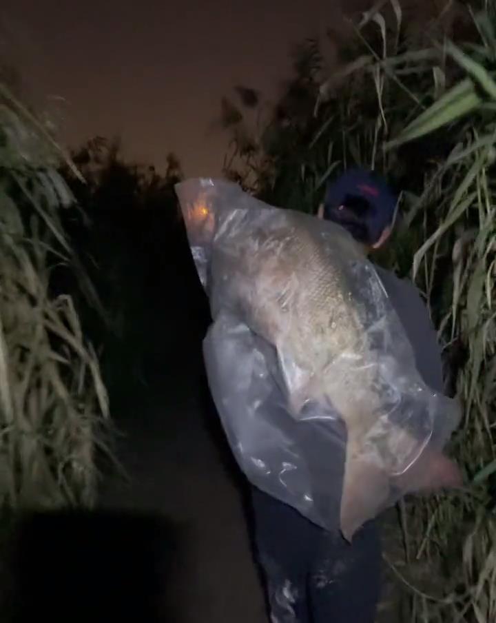 老虎|淡水之王！武汉钓友夜钓收获1.68米水老虎，网友：可惜了，没放生