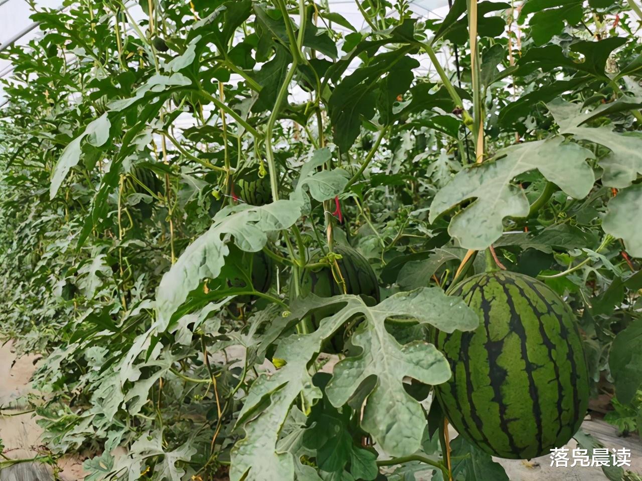 落凫晨读 西瓜熟了  有人欢喜有人忧！亩收入相差数万元的秘籍究竟在哪里？