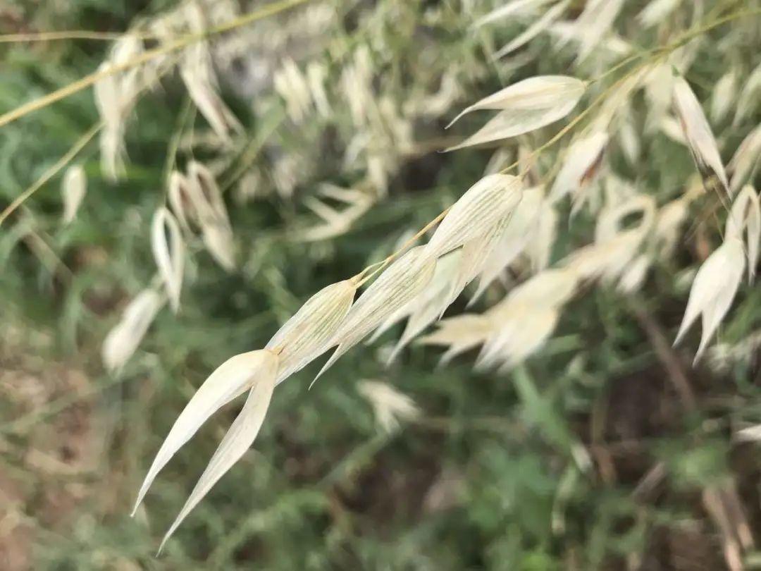  入侵植物爬进门，赶紧用开水烫死，不然就长疯了