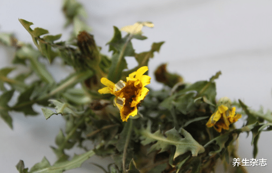 芋头|天然的“散结王”已找到，蒲公英、芋头往后靠，榜首很多人在吃