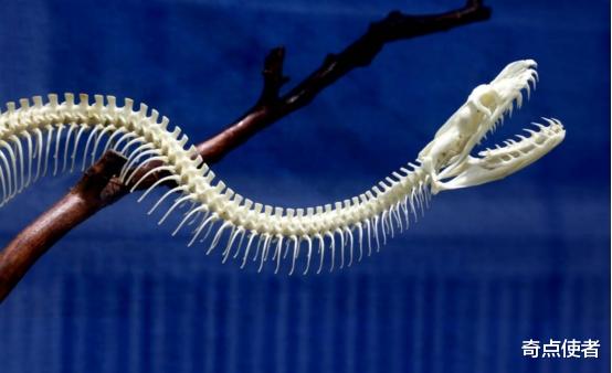 巨蟒 寿命可达20万年？云南发现一条5米长巨蟒，蛇龄30年还很年轻？