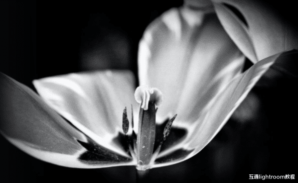新手黑白摄影攻略,教你如何拍好黑白主题照片