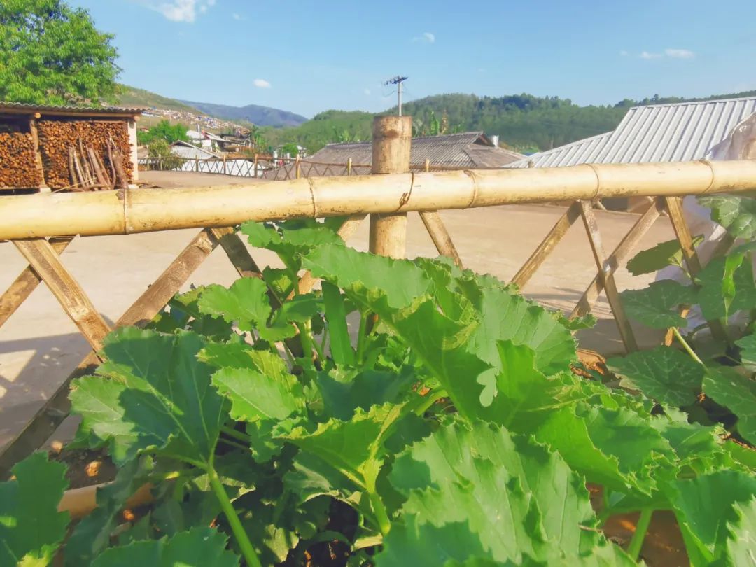 西盟快报 乡村振兴：新厂镇小篱笆，“围出”大幸福
