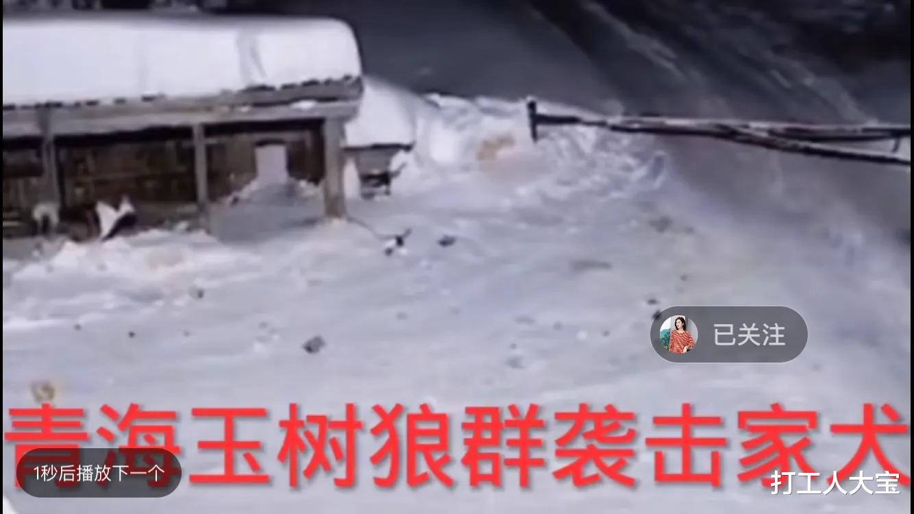 打工人大宝 青海玉树：家犬勇斗群狼，寡不敌众结局悲惨，网友：主人死哪里？