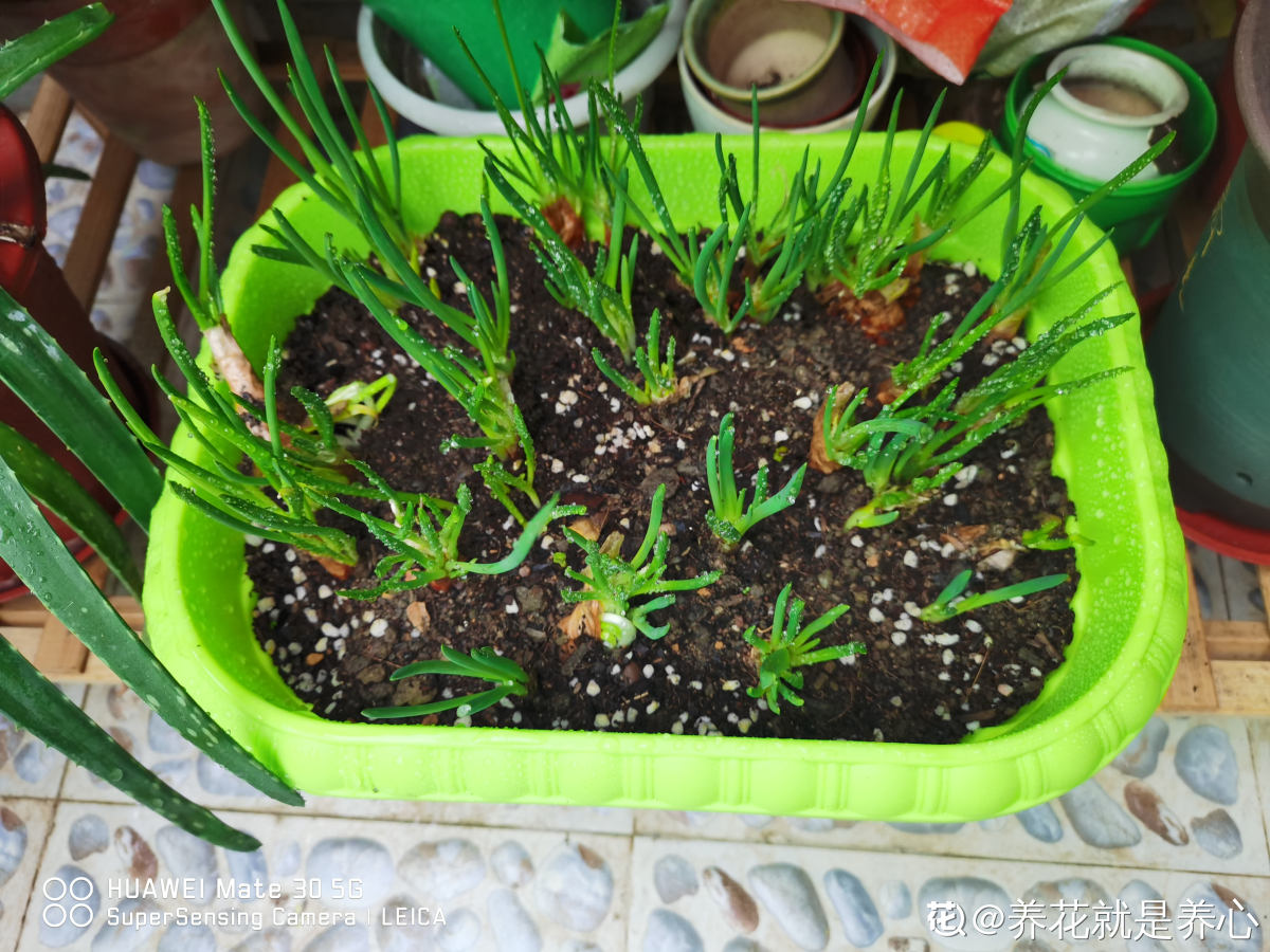 |家里的小阳台别养花，几个花盆种点菜，秋天就能吃