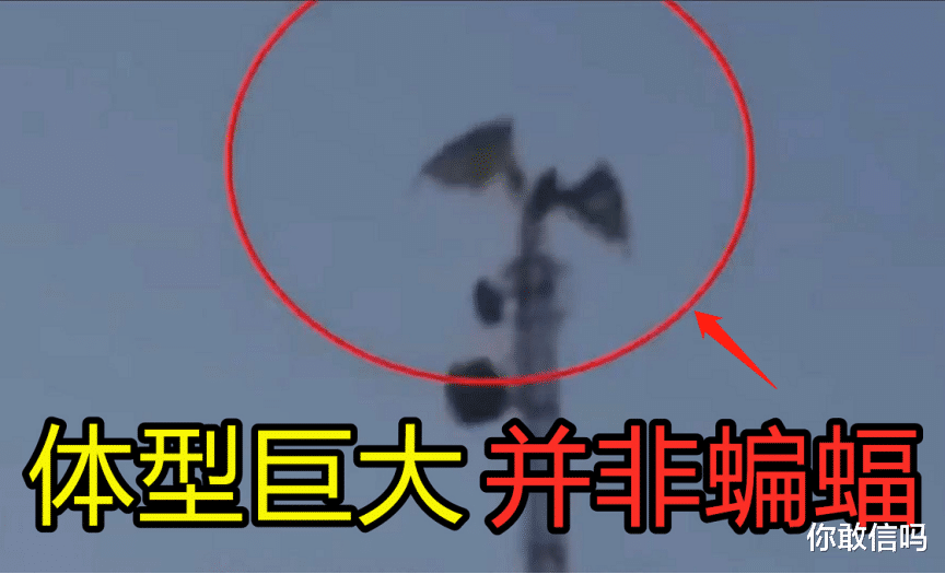 UFO|外国游客在中国旅游多次拍到龙？专家给出的解释竟然是“它”