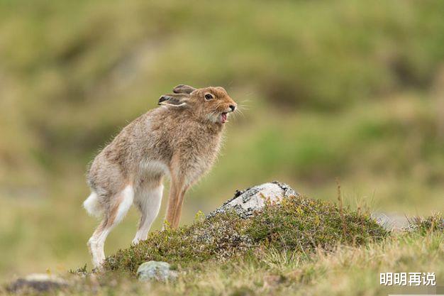 明明再说 105岁大师说了:再过几天,属兔人命宫得到【天解】【紫薇】照射