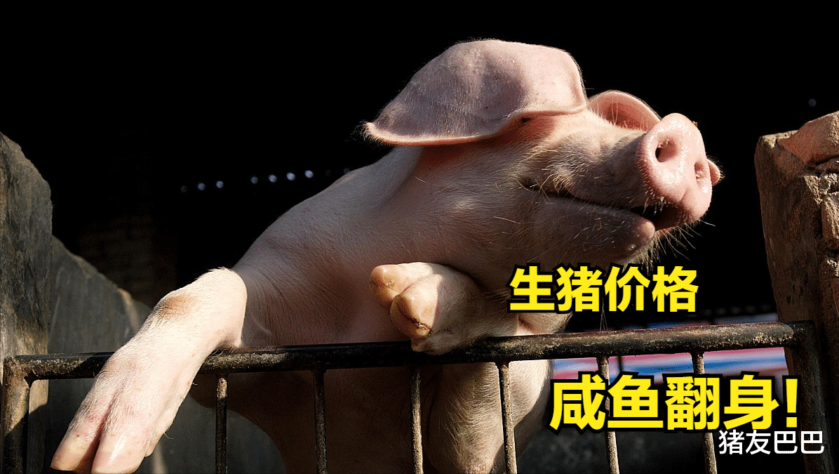 生猪价格 4月25日，猪价“咸鱼翻身”，涨势向南传导，会不会涨至15元/斤？
