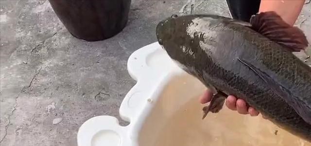 高陵|广东一男子水库里野钓，意外收获“米级”黑鱼王，最终如此处理了