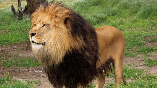 狂犬病 如果人类离开地球,谁能代替人类成为主导地球的物种