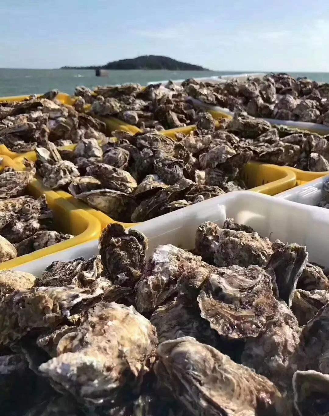 入九后,有条件多吃“冬补4宝”,应季而食,补足营养好过冬