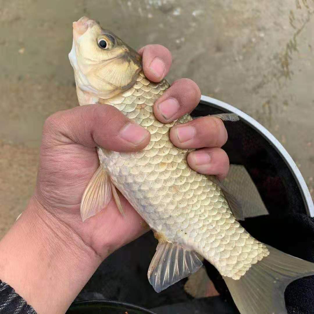 饵料|元宵节适不适合钓鱼 ？如何钓好鱼 ？钓鱼人眼中不一样的节日