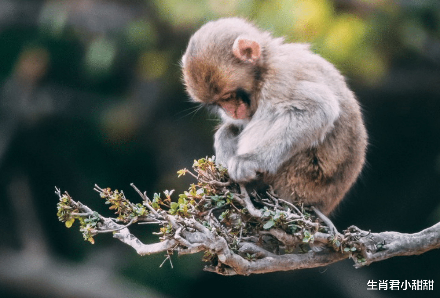 |生肖猴不畏惧艰难险阻,克服脚下重重困难,走上幸福之路