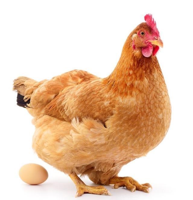 花颜有情兮 明明无需公鸡存在,母鸡就能自行生蛋,公鸡有什么存在的必要么?