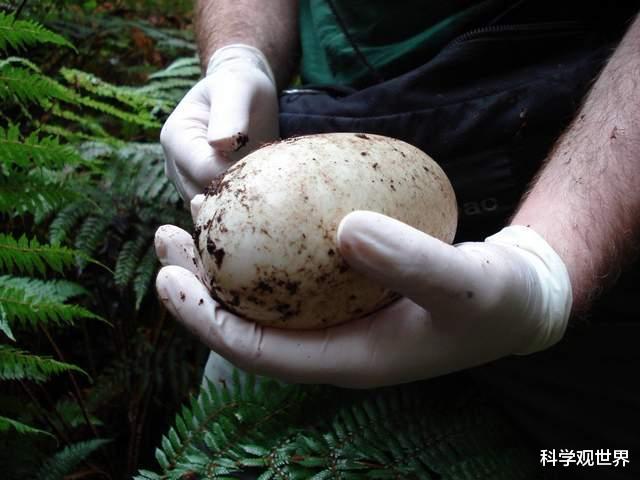 生的蛋是自己体重的1/3，被封为国鸟，几维鸟为何要生这么大的蛋