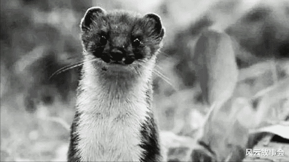 风云故事会|民间故事:老翁放羊,突遇大风,黄皮子戴着草帽出现在羊群里