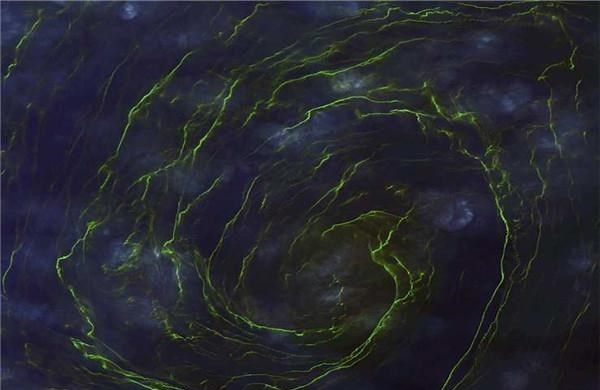 黄海 我国黄海地区变“绿”了?原来是浒苔为惹的祸,会产生什么影响