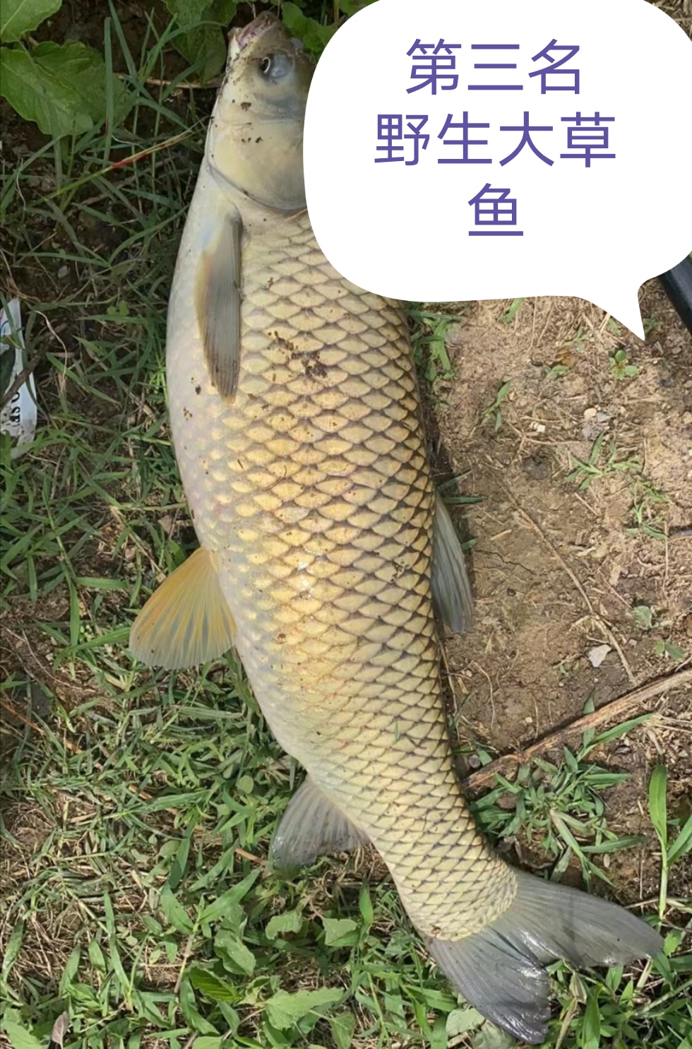 饵料|豆腐钓鱼不是传说，实惠而且好用