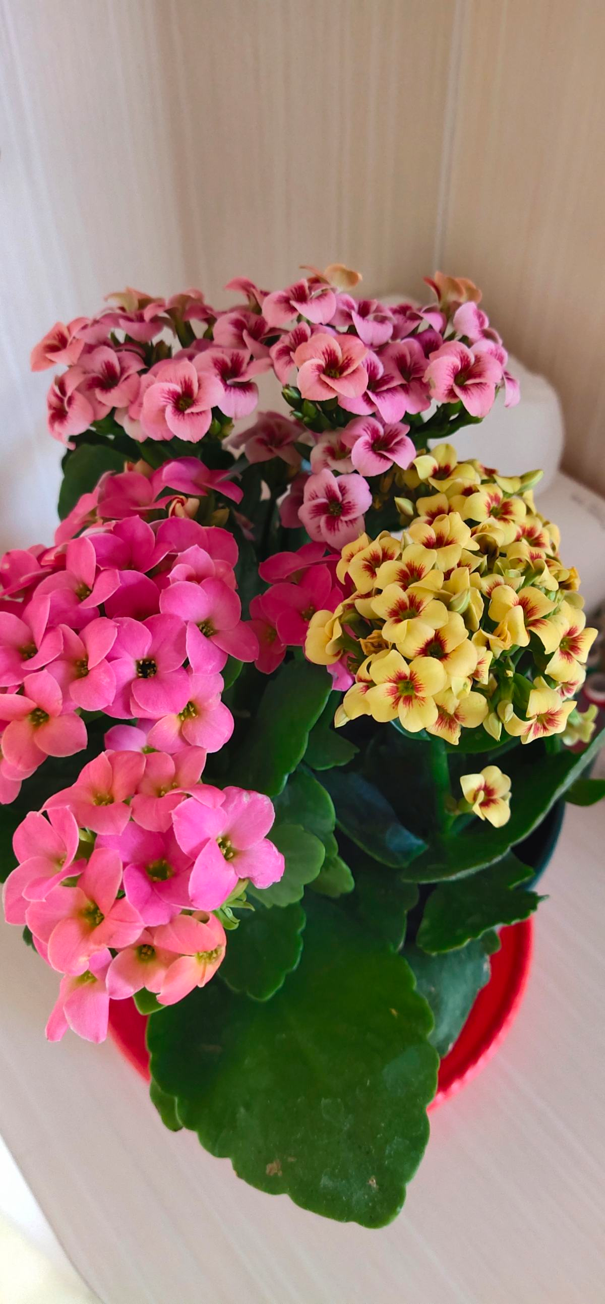 最近刚装修，推荐4种净化空气植物，摆在家里更清新