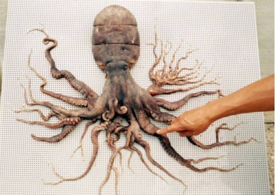 韓國出現“異種”！漁民發現32條腿的章魚，是核輻射導致的嗎？-圖5