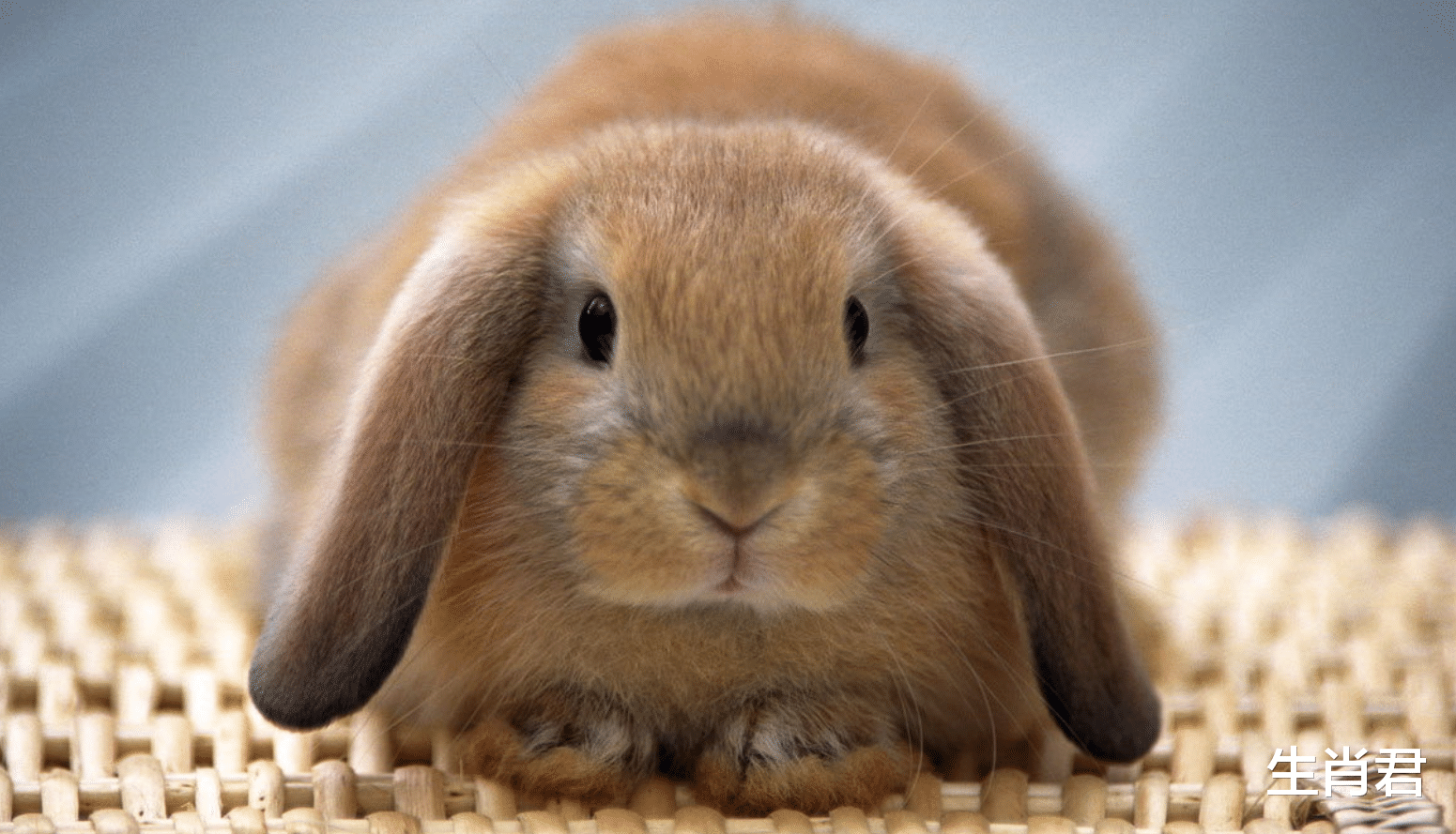 属兔|贵人暗中相助，被职场危机困扰的属兔人很快转危为安，收获满满