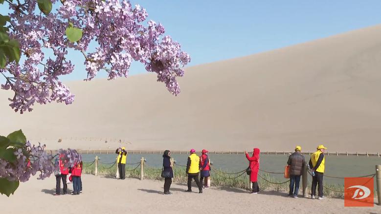 掌上敦煌 月牙泉边丁香花开醉游人