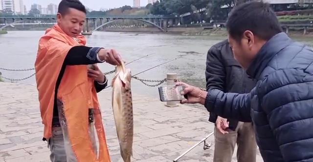 钦州|钦州河道出现大型龙鱼，被钓鱼人钓起，钓鱼人：已经冻死了