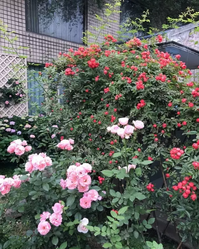 宁波|150㎡私家别墅庭院，打造花开满园的自然舒适小花园，太美了