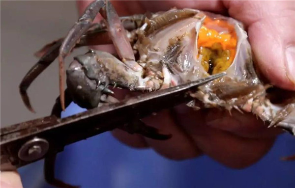  网上传言“死后的螃蟹不能吃”，长辈也这么说，螃蟹死后有毒吗？