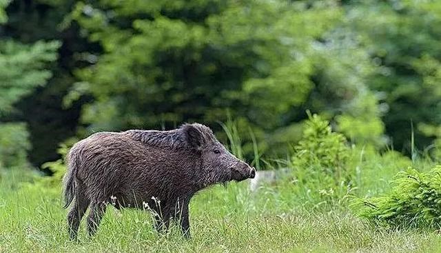  全球变暖的“始作俑者”是野猪？为何野猪会左右地球的气候变化？