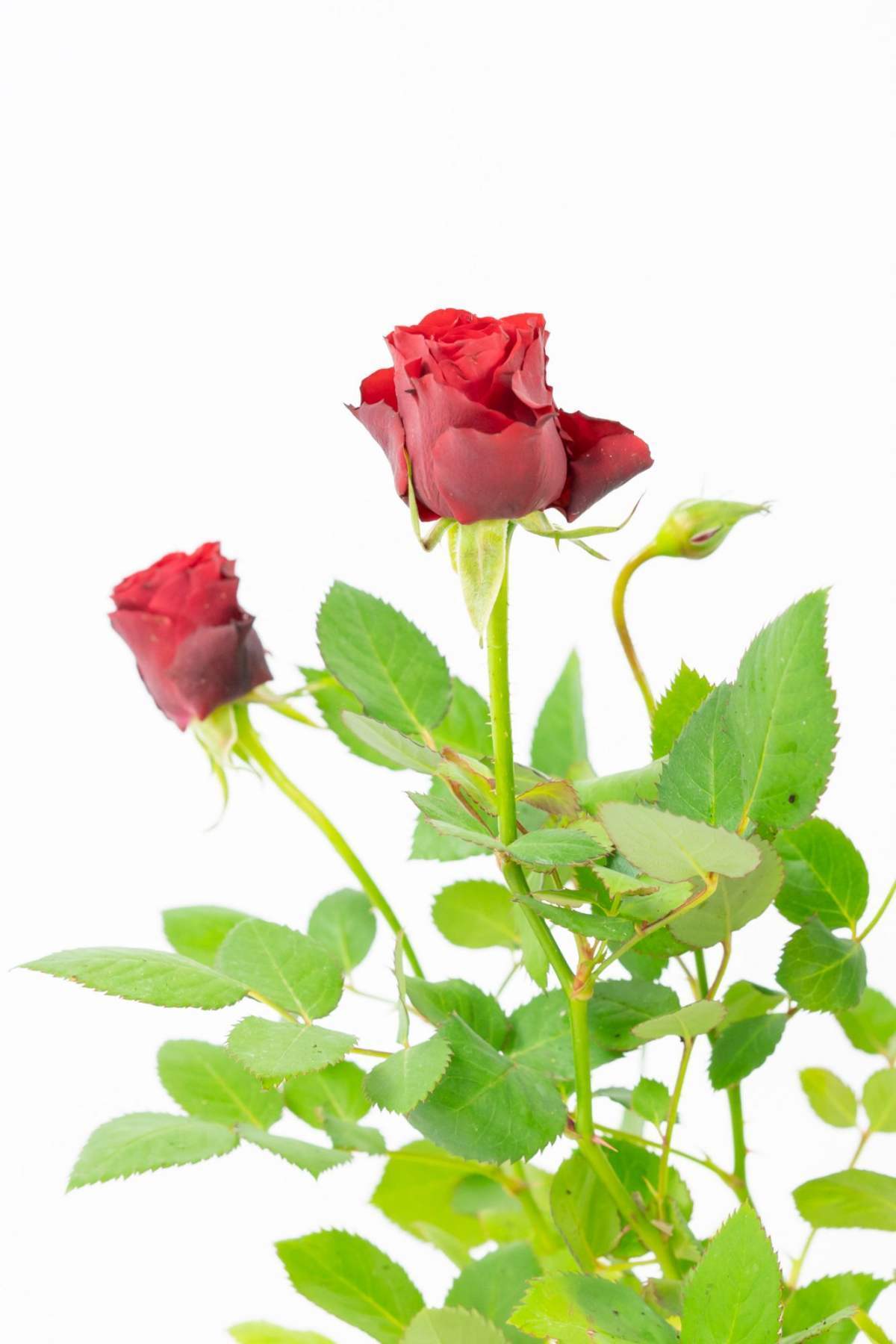 凌霄花|3种花“烂大街”，却是打造花园的“王牌”，秋天院子里必备