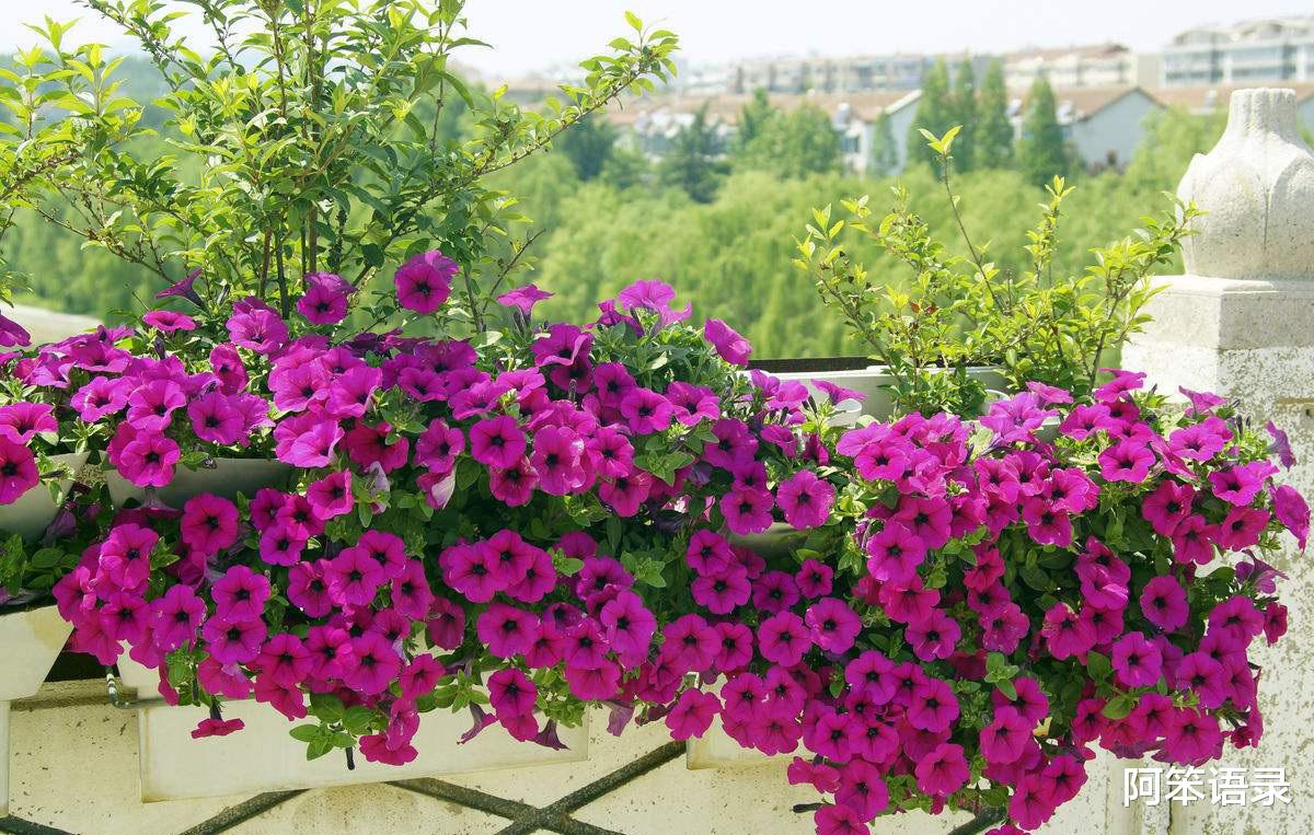 阿笨语录|3种“漂亮花”，9月种植正合适，撒几颗种子，开花持续一整年！