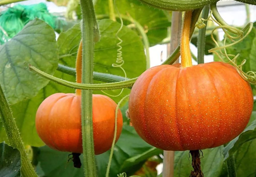 鸡蛋|血脂高，日常坚持1件事，牢记“2少吃”，稳定血脂有帮助