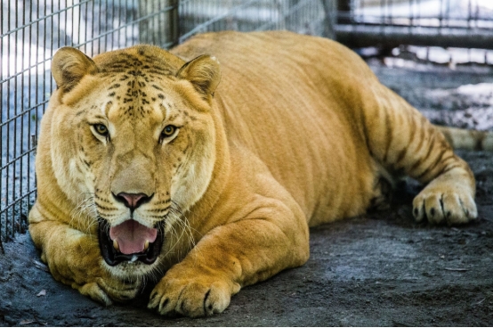 化石 美国一狮虎兽重达408公斤，刷新了世界纪录，它为何能长这么大？