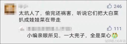 情感路上的你我 河北老人“组团偷菜”引发全网众怒：你为老不尊的样子，真丑！