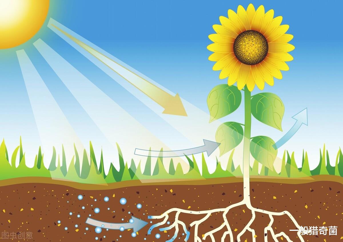 二氧化碳 二氧化碳可以被“十倍”捕获？此项技术是不是可以控制温室效应？