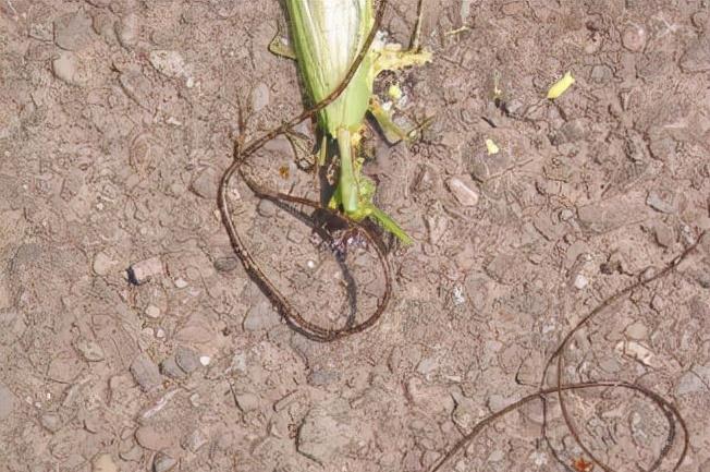 池塘 水里遇到的“会动的铁丝”到底是一种什么东西？