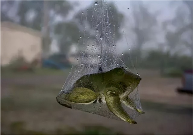 外星生物 30张“有意思”的趣图，奇怪的知识点又增加了