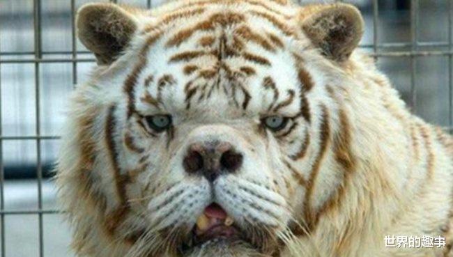 老虎 世界上最丑的老虎 长相怪异没有百兽之王的凶猛