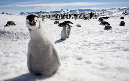 南极企鹅 喜洋洋搞笑动物南极企鹅