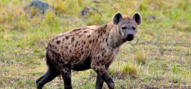 比人类压力还大的雄狮到底多悲惨？一生征战，打不动时死期就到了