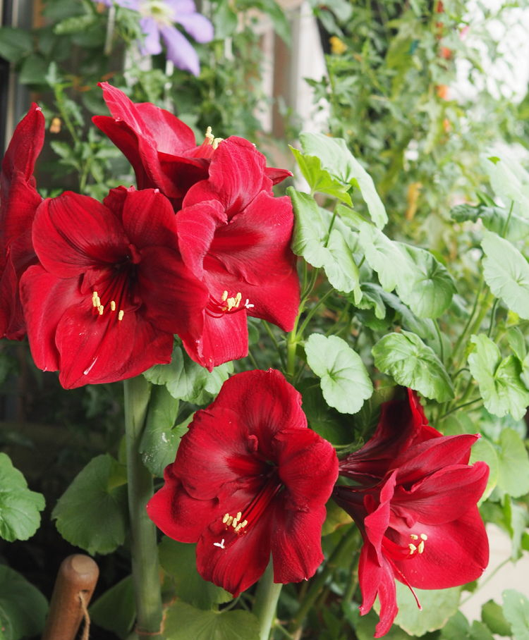 7㎡小阳台，改造成19楼的空中小花园，天天宅在家不想出门了