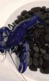 招聘|“高端人才,往往只需简单的简历,我觉得我也行!”