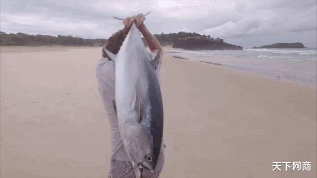 不明物体|如今的钓鱼高手,已经在用无人机钓鲨鱼了