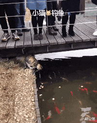 安徽|当钓鱼时遇到猫,还是尽早放弃抵抗,安心做个工具人吧