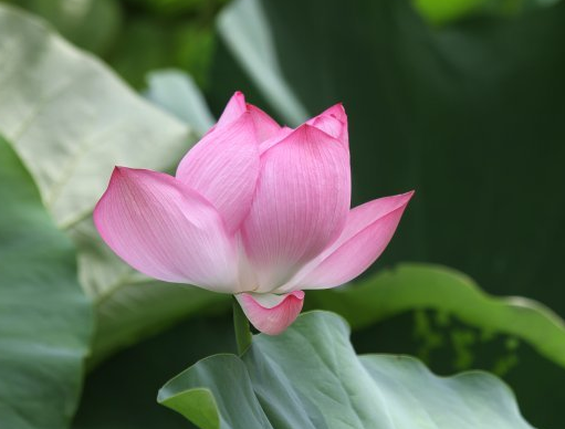 星临天下|9月份开始，喜事临门，4属相时来运转，财星高照，大吉大利