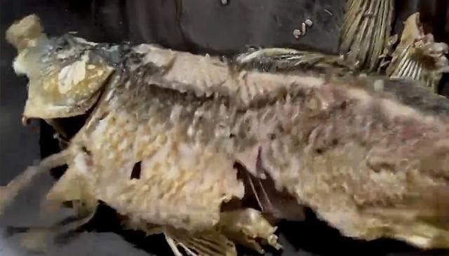 河南|河南一男子野钓大丰收，煮鱼时遇罕见经历，网友：事出无常必有妖