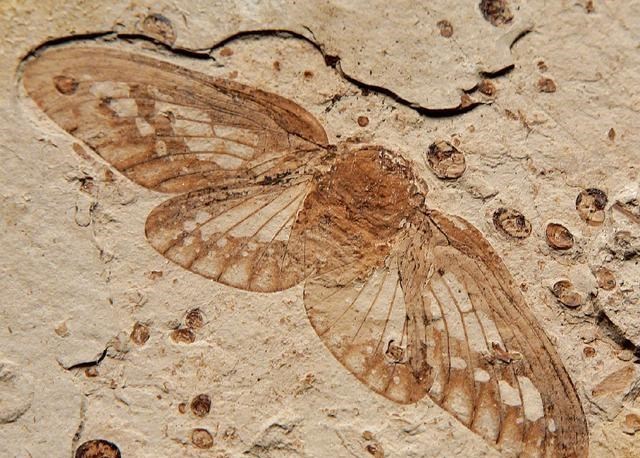 昆虫 生物进化论屡受质疑，又一问题出现：该如何解释昆虫翅膀的来源？