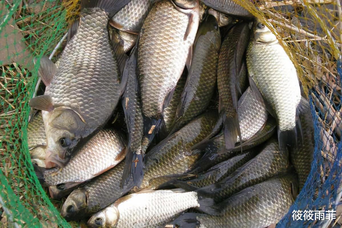 筱筱雨菲|为什么以前很火的“稻田养鱼”，现在没有农民愿意干了？五个难题未解决