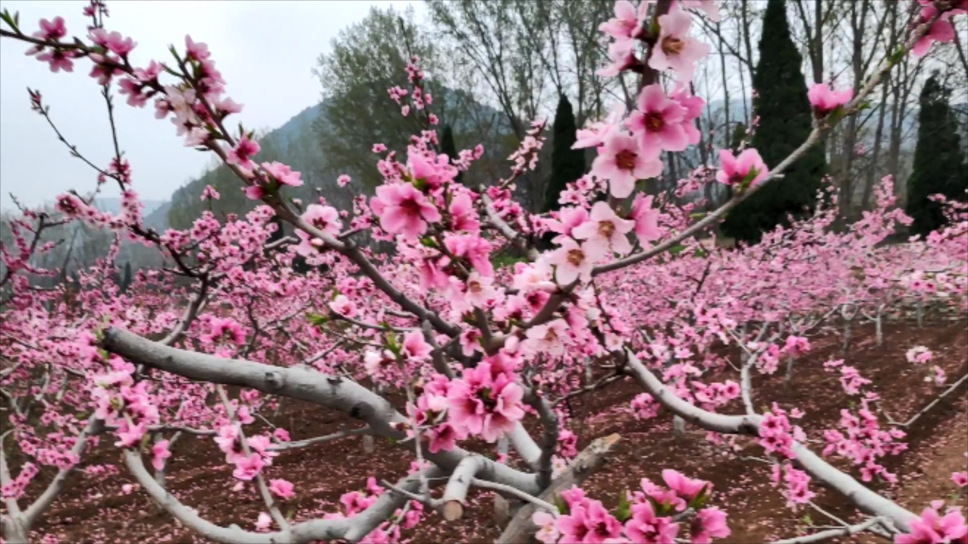 微游枣庄 微游枣庄的自然人文之旅｜山亭岩底桃花红